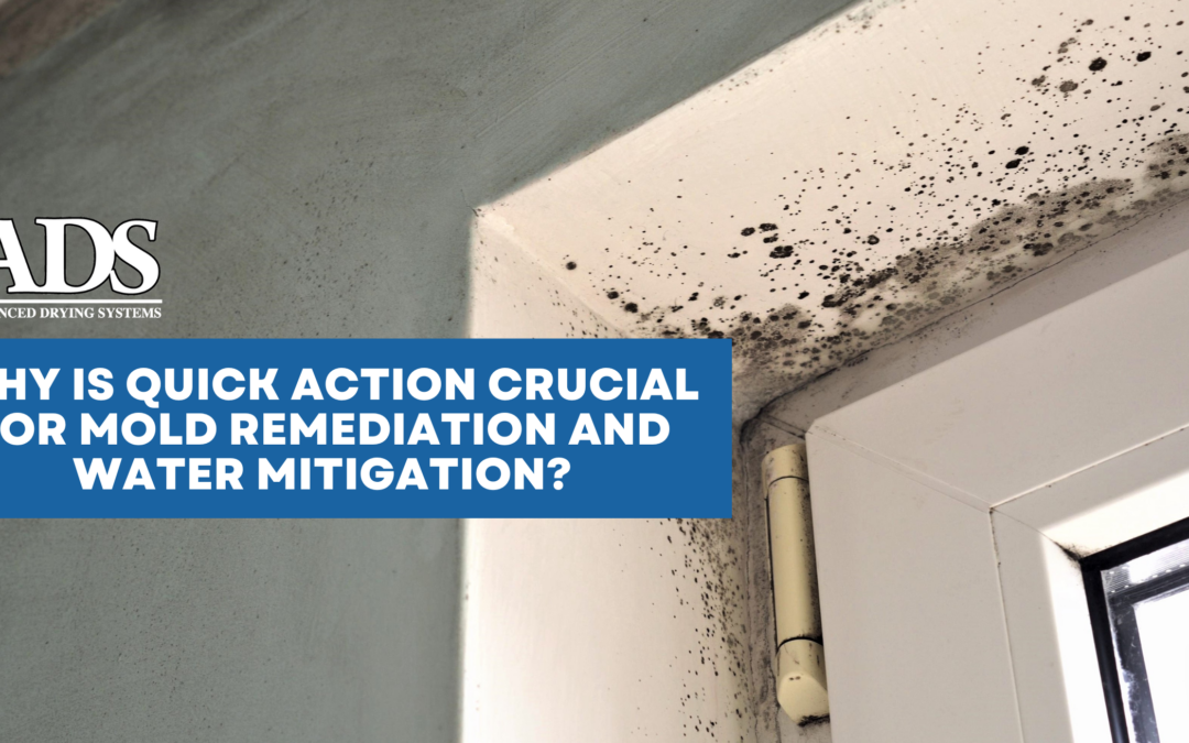 Quick Action is Crucial for Mold Remediation and Water Mitigation